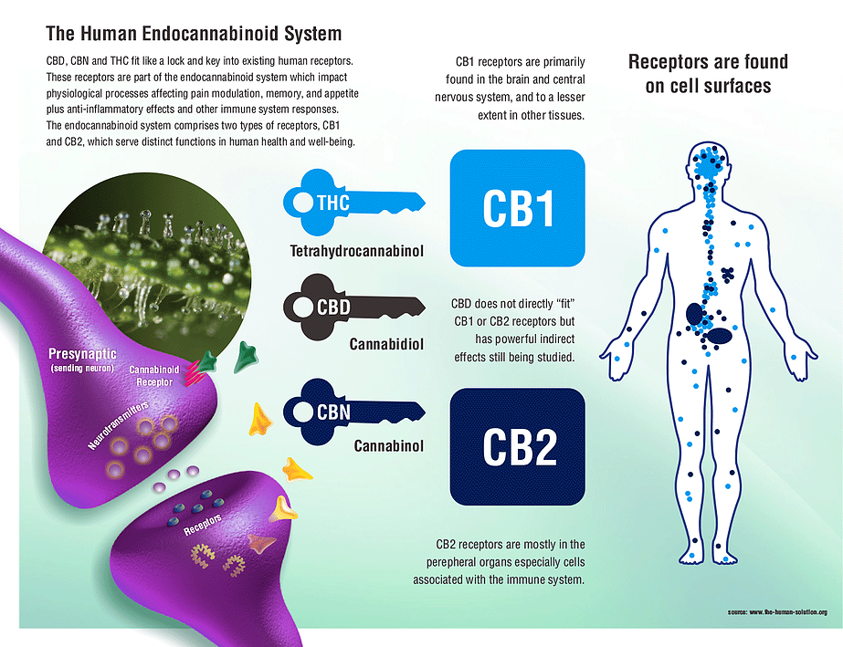 Endocannabinoid System (ECS) - A brief explanation