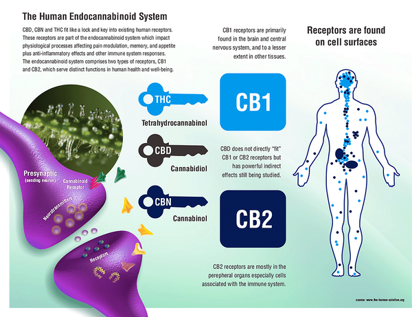 Endocannabinoid System (ECS) - A brief explanation